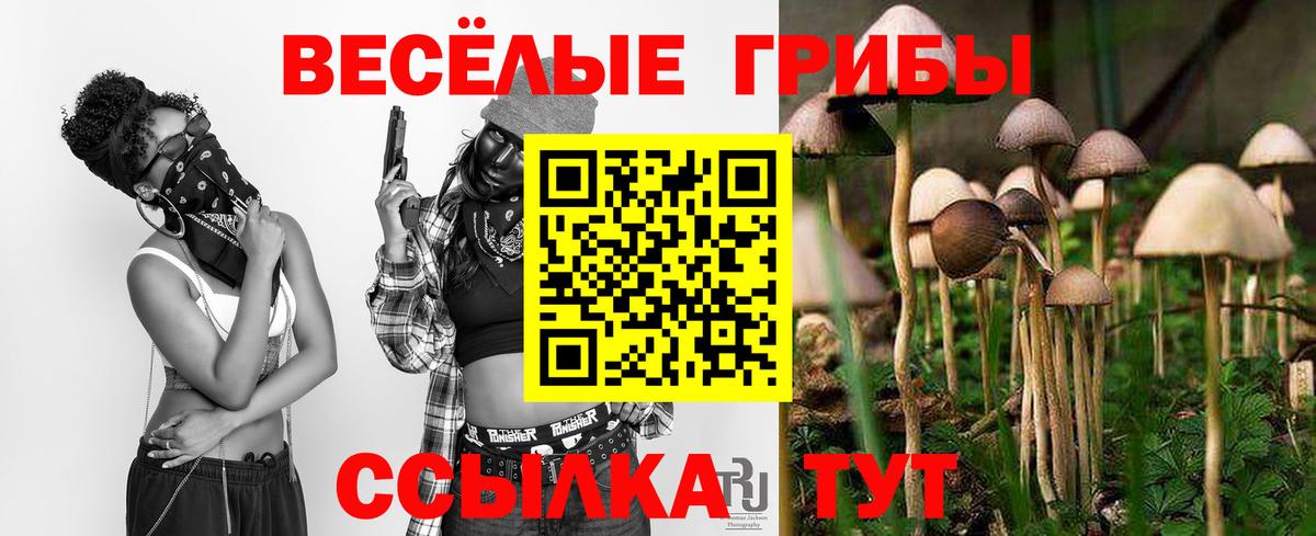 Губкинский  Галлюциногенные грибы Psilocybe  Вход с VPN  Галлюциногенные грибы Psilocybe 